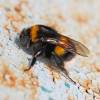  - Buff Tailed Bumblebee