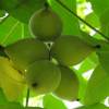  - Manchurian walnut