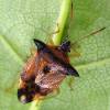  - Bilberry shield bug