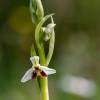  - Late Spider-orchid