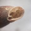  - Single-lipped door snail