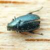  - Turnip flea beetle