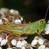  - Meadow Grasshopper