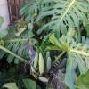  - Swiss cheese plant or Split-leaf philodendron