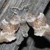  - Aspen hawk-moth
