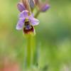  - Sawfly orchid