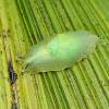  - Puerto Rican Semi-slug