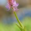  - Naked man orchid or Italian orchid