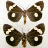  - Senecio moth, Magpie moth or Cineraria moth