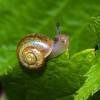  - Copse snail