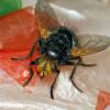  - Giant Tachinid Fly