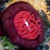  - Waratah anemone