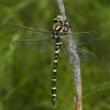  - Golden-ringed Dragonfly