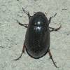  - Lesser silver water beetle
