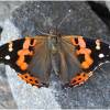  - Indian Red Admiral