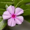  - Madagascar periwinkle or rosy periwinkle
