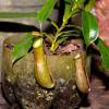  - Tropical pitcher plant