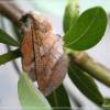  - Small Lappet Moth