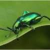  - frog-legged beetles or kangaroo beetles