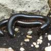  - Giant African millipede