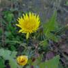  - Smooth Sow-thistle