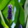  - Pickerelweed