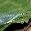  - Green Lacewing