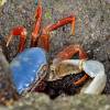  - Halloween crab, Red land crab, Whitespot crab etc.