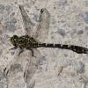  - Small Pincertail