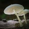  - Porcelain Fungus