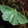  - emerald moths