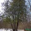  - Northern white cedar, Eastern white cedar, or Arborvitae
