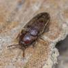 - False metallic wood-boring beetles