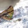  - Green-veined emperor or Green-veined charaxes