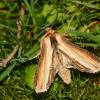  - Mullein moth