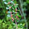  - Wall Cotoneaster