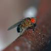  - Common Fruit Fly