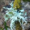  - lichens - unidentified
