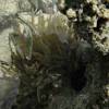  - Atlantic anemone