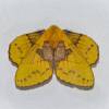  - Rose-myrtle lappet moth