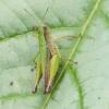  - Slant-faced Grasshopper