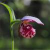  - Spotted Lady's Slipper