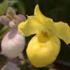  - Golden Slipper Orchid