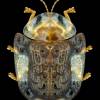  - Clavate Tortoise Beetle