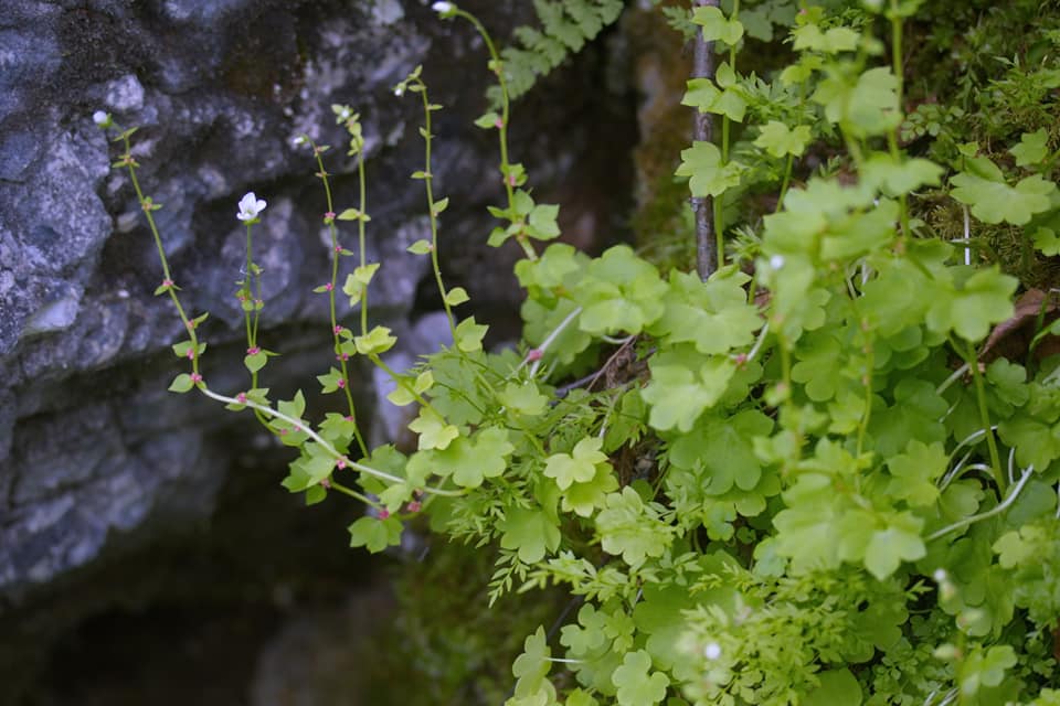 Saxifraga cernua - Камнеломка поникающая