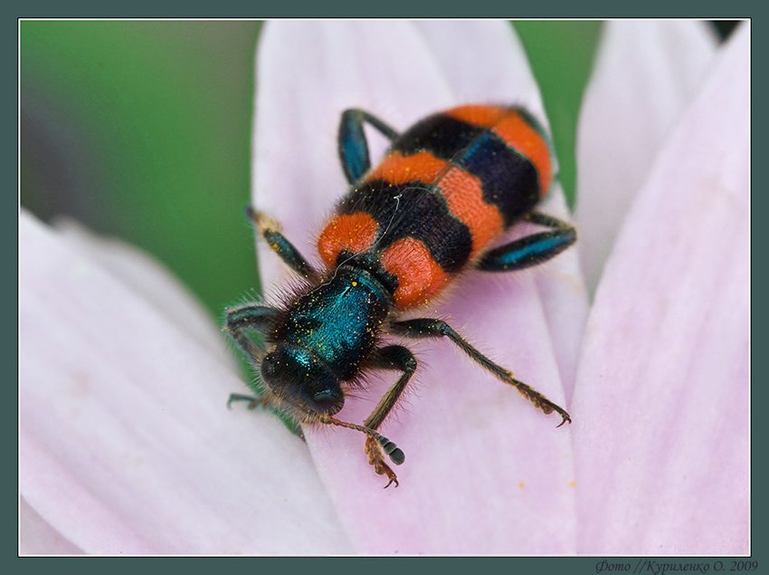 Trichodes apiarius - Пестряк пчелиный