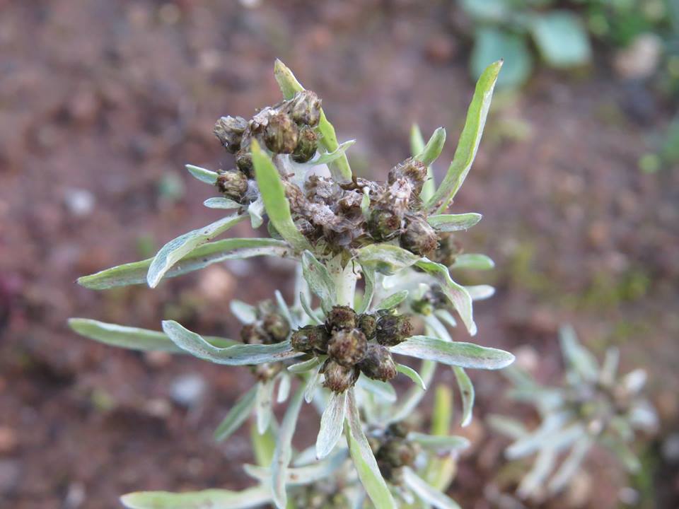 Gnaphalium uliginosum - Сушеница топяная, Сушеница болотная