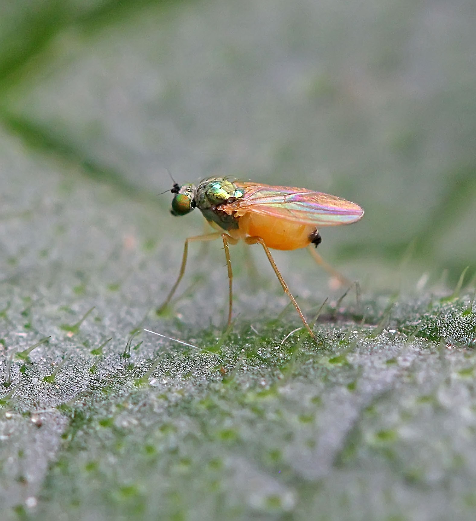 Оранжевый комар. Желтая Муха. Летающие насекомые. Маленькие желтые мушки. Маленькие зелёные мушки.
