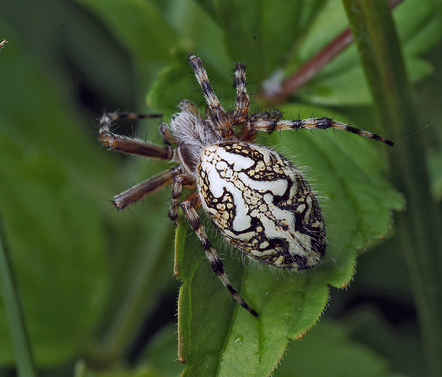Aculepeira ceropegia - Акулепейра, паук дубовый