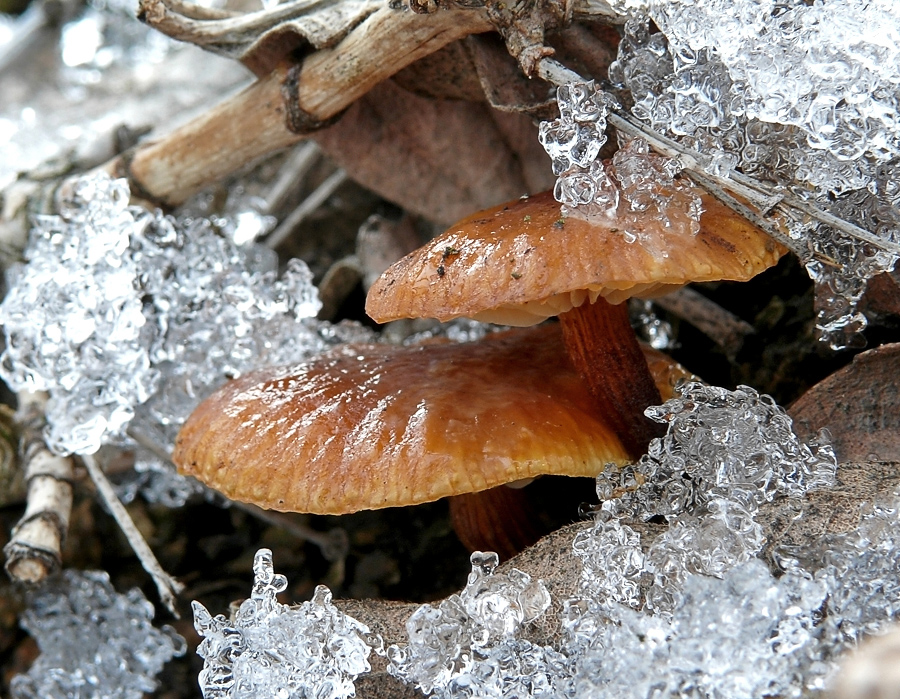 Какие грибы собирают в апреле. Весенние грибы. Весенние грибы в лесу. Весенние грибы съедобные. Ранние грибы весной.